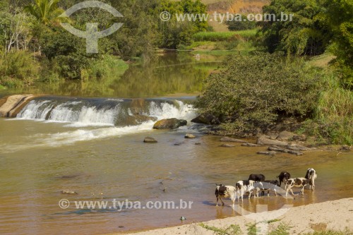 Gado holandês no pasto na beira do Rio Pomba - Guarani - Minas Gerais (MG) - Brasil