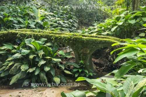 Ponte de pedra (Ponte do Barcelos) na Floresta da Tijuca - Parque Nacional da Tijuca - Rio de Janeiro - Rio de Janeiro (RJ) - Brasil