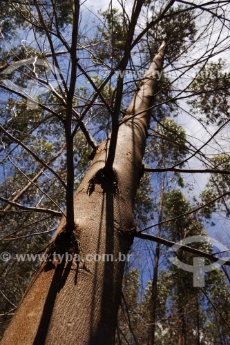 Plantação de eucaliptos - Montes Claros - Minas Gerais (MG) - Brasil