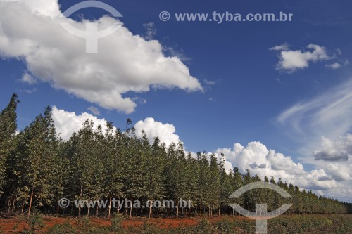 Plantação de eucaliptos - Montes Claros - Minas Gerais (MG) - Brasil