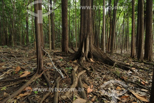 Floresta de Igapó - Arquipélago Mariuá - Barcelos - Amazonas (AM) - Brasil