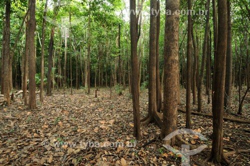 Floresta de Igapó - Arquipélago Mariuá - Barcelos - Amazonas (AM) - Brasil