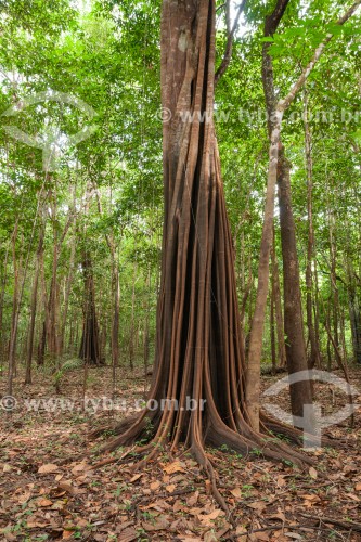 Arabá (Swartzia sp) em igapó - Arquipélago Mariuá - Barcelos - Amazonas (AM) - Brasil