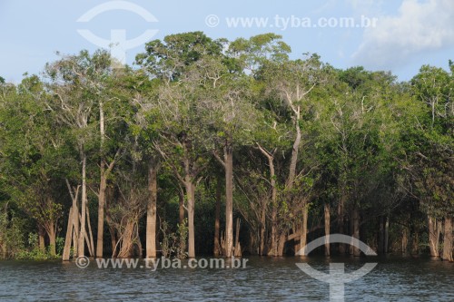 Floresta de Igapó - Arquipélago Mariuá - Barcelos - Amazonas (AM) - Brasil