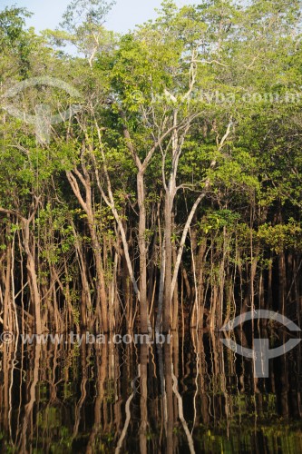 Floresta de Igapó - Arquipélago Mariuá - Barcelos - Amazonas (AM) - Brasil