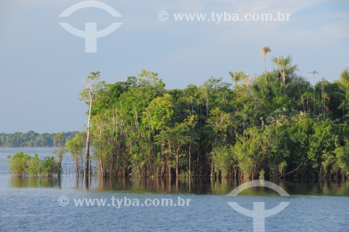 Floresta de Igapó - Arquipélago Mariuá - Barcelos - Amazonas (AM) - Brasil