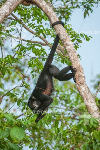 Bugio-preto (Alouatta caraya) - Pantanal Norte - Poconé - Mato Grosso (MT) - Brasil