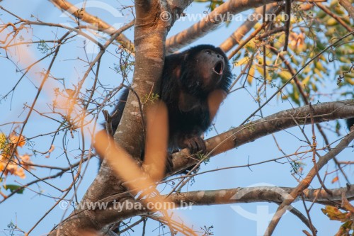 Bugio-preto (Alouatta caraya) - Pantanal Norte - Poconé - Mato Grosso (MT) - Brasil