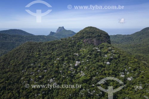 Vista da Pedra do Conde com a Pedra da Gávea ao fundo - Parque Nacional da Tijuca - Rio de Janeiro - Rio de Janeiro (RJ) - Brasil