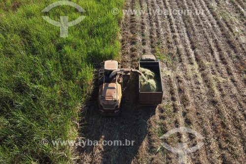 Foto feita com drone de automotrix fazendo silagem de cana-de-açúcar para o gado - Mirassol - São Paulo (SP) - Brasil