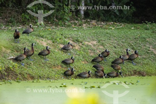 Grupo de Irerês (Dendrocygna viduata) - Reserva Ecológica de Guapiaçu - Cachoeiras de Macacu - Rio de Janeiro (RJ) - Brasil