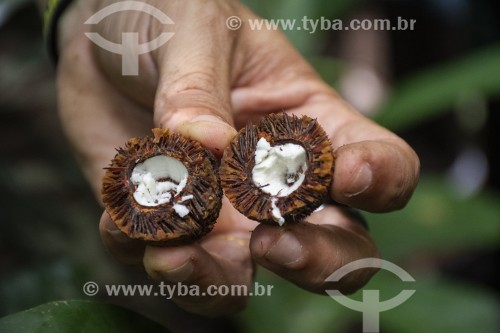 Detalhe de pequeno coco aberto - Parque Nacional de Anavilhanas - Manaus - Amazonas (AM) - Brasil