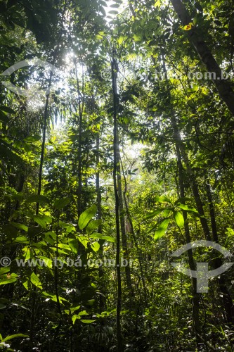 Interior da Floresta Amazônica - Parque Nacional de Anavilhanas - Manaus - Amazonas (AM) - Brasil