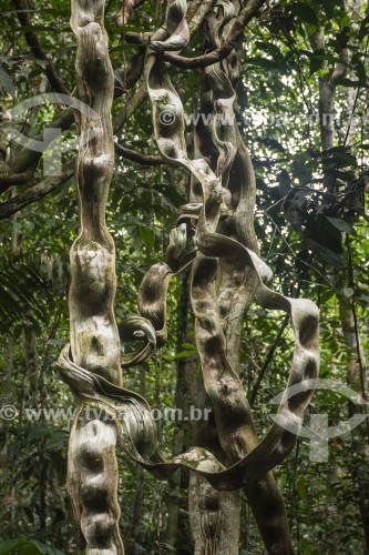 Detalhe de Cipó Escada-de-macaco (Bauhinia angulosa) - Parque Nacional de Anavilhanas - Manaus - Amazonas (AM) - Brasil