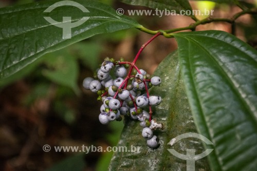 Detalhe de pequena fruta selvagem - Parque Nacional de Anavilhanas - Manaus - Amazonas (AM) - Brasil