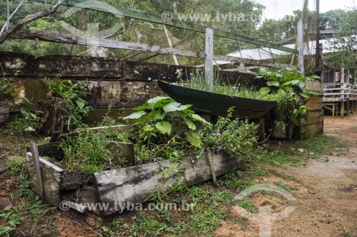 Pequena horta com plantas medicinais na Comunidade Tiririca - Parque Nacional de Anavilhanas - Novo Airão - Amazonas (AM) - Brasil