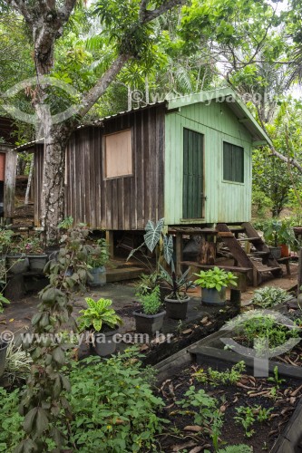 Pequena horta com plantas medicinais na Comunidade Tiririca - Parque Nacional de Anavilhanas - Novo Airão - Amazonas (AM) - Brasil