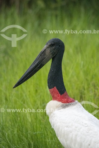 Tuiuiú (Jabiru mycteria) - Refúgio Caiman - Miranda - Mato Grosso do Sul (MS) - Brasil