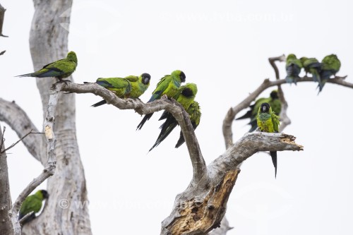 Periquito-de-cabeça-preta (Aratinga nenday) em árvore seca - Refúgio Caiman - Miranda - Mato Grosso do Sul (MS) - Brasil