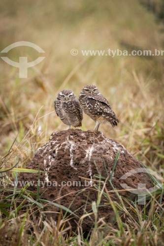 Coruja-buraqueira (Athene cunicularia) - Refúgio Caiman - Miranda - Mato Grosso do Sul (MS) - Brasil