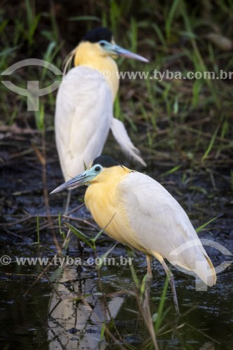 Garça-real (Pilherodius pileatus) - Refúgio Caiman - Miranda - Mato Grosso do Sul (MS) - Brasil