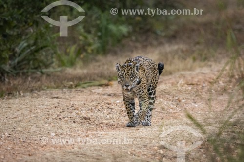 Onça pintada com colar GPS para monitoramento animal (panthera onca) - Refúgio Caiman - Miranda - Mato Grosso do Sul (MS) - Brasil