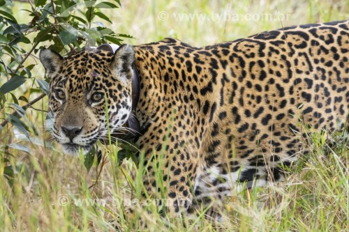 Onça pintada com colar GPS para monitoramento animal (panthera onca) - Refúgio Caiman - Miranda - Mato Grosso do Sul (MS) - Brasil