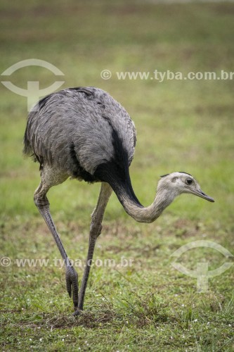 Ema (Rhea americana) - Refúgio Caiman - Miranda - Mato Grosso do Sul (MS) - Brasil