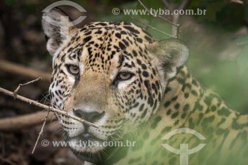 Onça pintada com colar GPS para monitoramento animal (panthera onca) - Refúgio Caiman - Miranda - Mato Grosso do Sul (MS) - Brasil