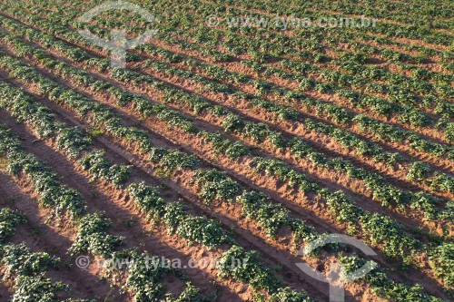 Foto feita com drone de plantação de batata-doce irrigada por pivô central - Zacarias - São Paulo (SP) - Brasil