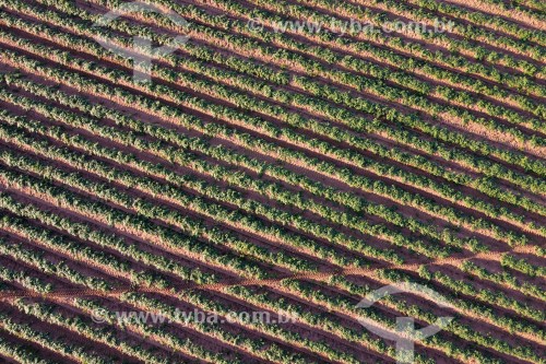 Foto feita com drone de plantação de batata-doce irrigada por pivô central - Zacarias - São Paulo (SP) - Brasil