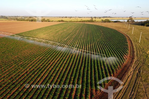 Foto feita com drone de plantação de batata-doce irrigada por pivô central - Zacarias - São Paulo (SP) - Brasil