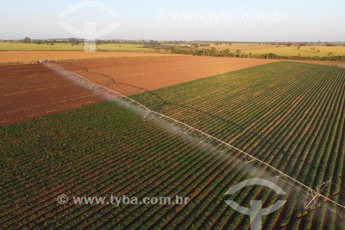 Foto feita com drone de plantação de batata-doce irrigada por pivô central - Zacarias - São Paulo (SP) - Brasil