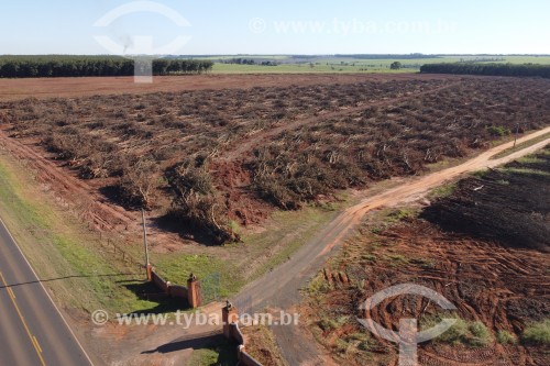 Foto feita com drone de seringal erradicado para dar lugar ao plantío de cana-de-açúcar - Planalto - São Paulo (SP) - Brasil