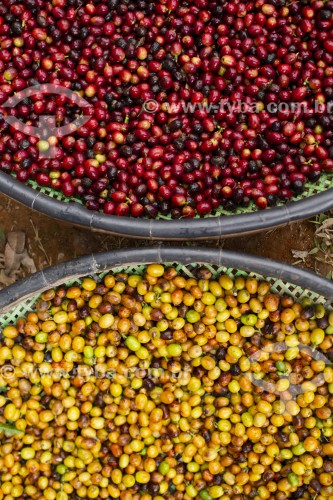 Detalhe de grãos de café crus - Alto Jequitibá - Minas Gerais (MG) - Brasil