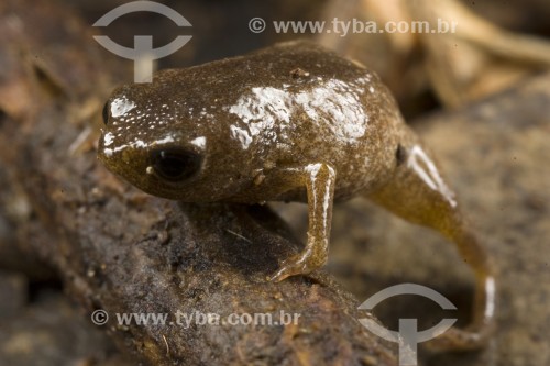 Sapo-pingo-de-ouro (Brachycephalus brunneus) - Floresta Atlântica - Paraná (PR) - Brasil