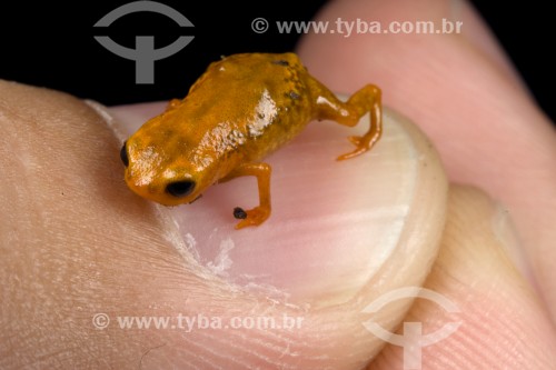 Sapo-pingo-de-ouro (Brachycephalus brunneus) - Floresta Atlântica - Paraná (PR) - Brasil