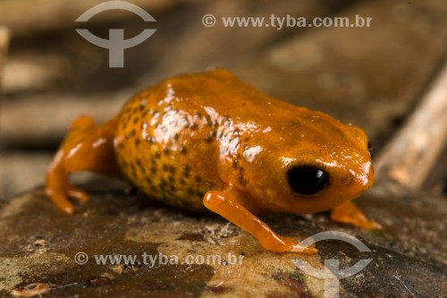 Sapo-pingo-de-ouro (Brachycephalus brunneus) - Floresta Atlântica - Paraná (PR) - Brasil