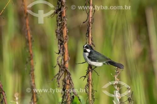 Bigodinho (Sporophila lineola) - Iguape - São Paulo (SP) - Brasil