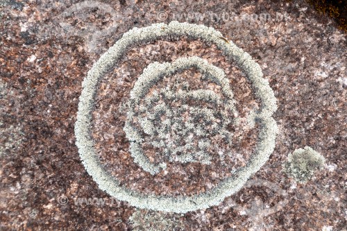 Detalhe de fungo no Morro Camapuã - Parque Estadual Pico Paraná  - Paraná (PR) - Brasil