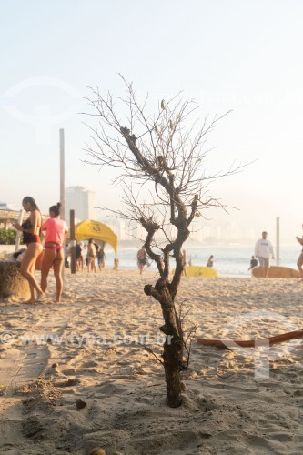 Detalhe de árvore na Praia de Copacabana - Rio de Janeiro - Rio de Janeiro (RJ) - Brasil