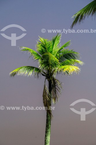 Palmeira na Praia de Copacabana - Rio de Janeiro - Rio de Janeiro (RJ) - Brasil