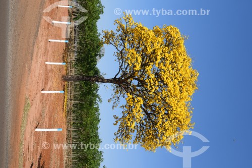 Ipê Amarelo florido em propriedade rural - Poloni - São Paulo (SP) - Brasil