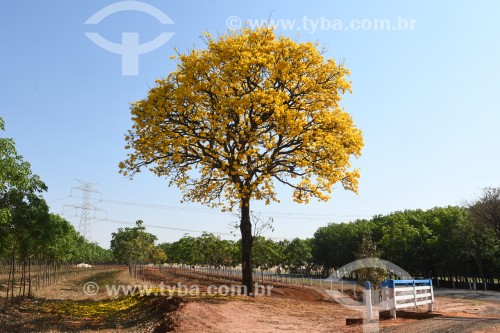 Ipê Amarelo florido em propriedade rural - Poloni - São Paulo (SP) - Brasil