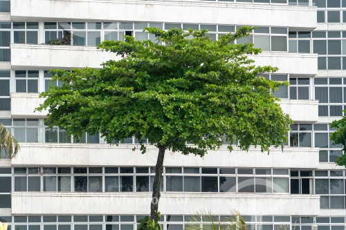 Detalhe de amendoeira na Avenida Atlântica - Rio de Janeiro - Rio de Janeiro (RJ) - Brasil