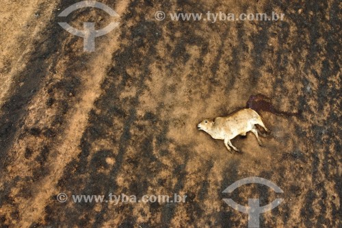 Foto feita com drone de incêndio em pastagens com gado morto pelo fogo - Neves Paulista - São Paulo (SP) - Brasil