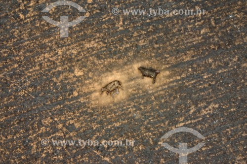 Foto feita com drone de incêndio em pastagens com gado morto pelo fogo - Neves Paulista - São Paulo (SP) - Brasil