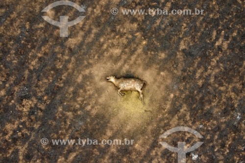 Foto feita com drone de incêndio em pastagens com gado morto pelo fogo - Neves Paulista - São Paulo (SP) - Brasil