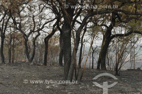 Incêndio em área de reserva legal e pastagens - Neves Paulista - São Paulo (SP) - Brasil