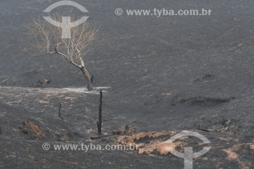 Incêndio em área de reserva legal e pastagens - Neves Paulista - São Paulo (SP) - Brasil